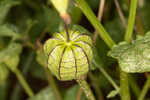 Cutleaf groundcherry